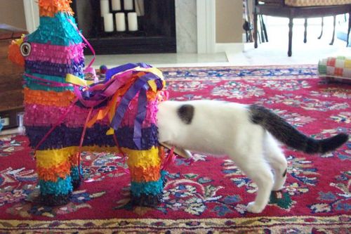 Curiosity may have killed the cat, but it was no picnic for the pinata either.